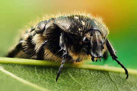 Beetle on green leaf