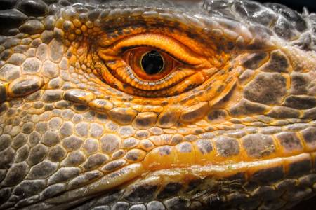 Iguana eye