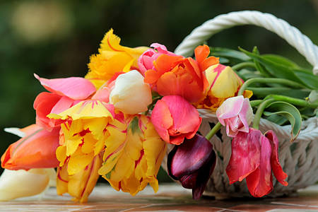 Tulips in a basket