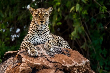 African leopard