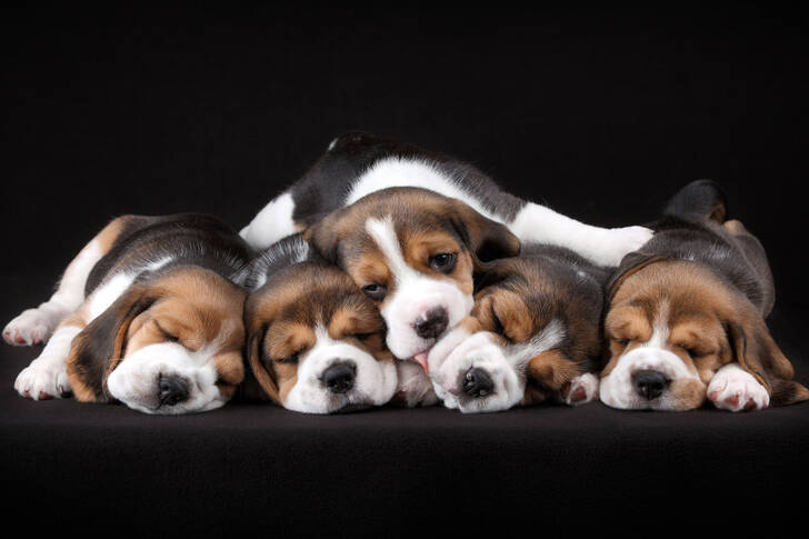 Beagle puppies