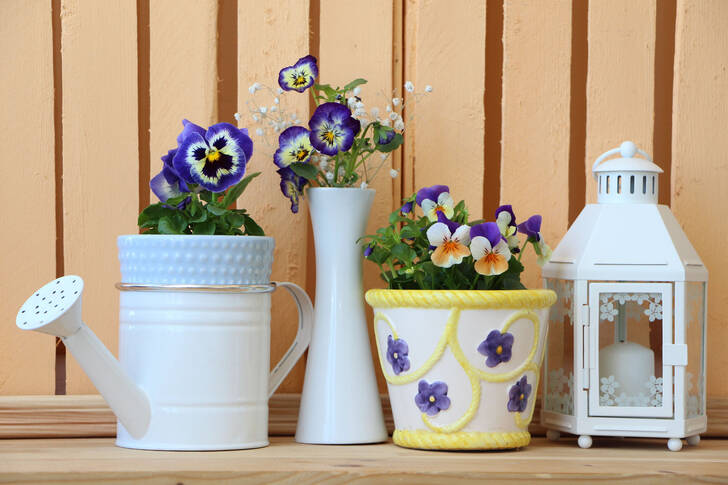 Violets on the shelf