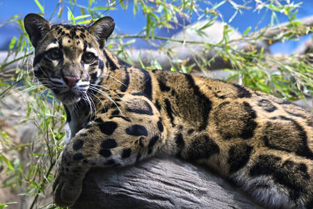 Taiwan Clouded Leopard