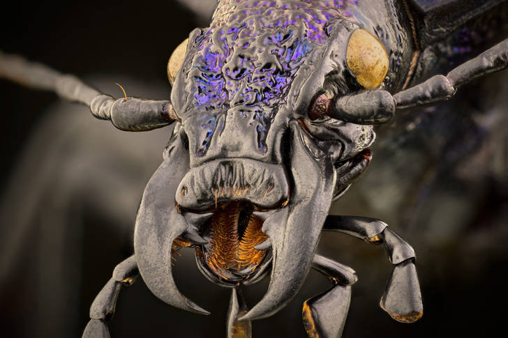 Macro photo of ground beetle