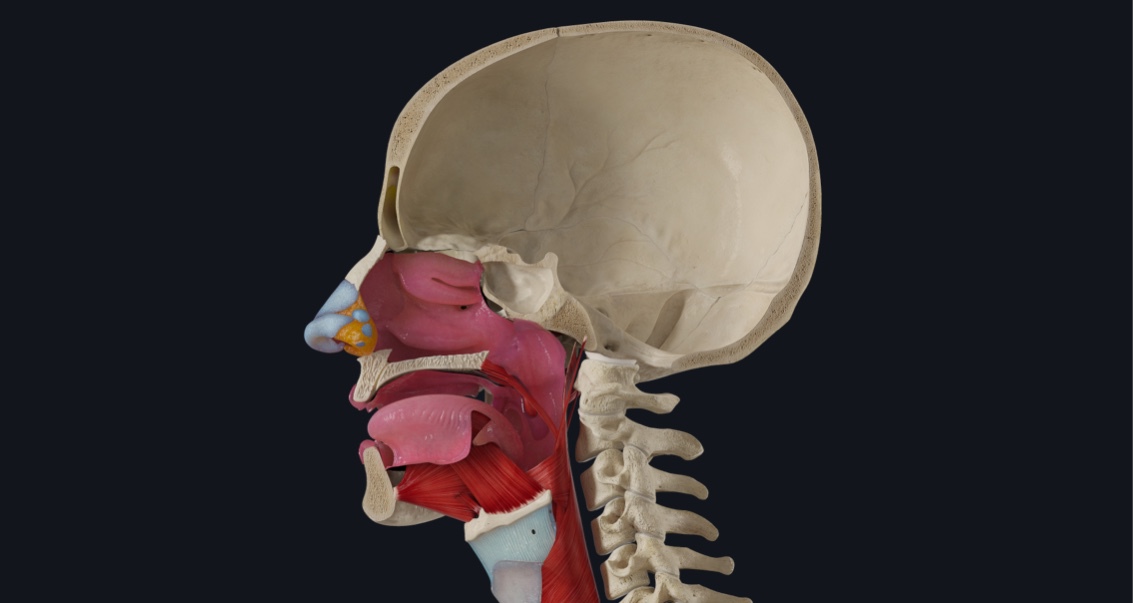 Oropharynx Anatomy