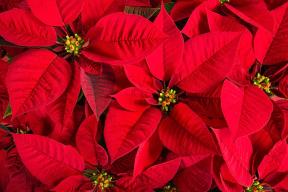 netent-christmas-flowers.jpg