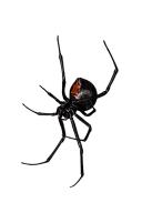 black-widow.jpg