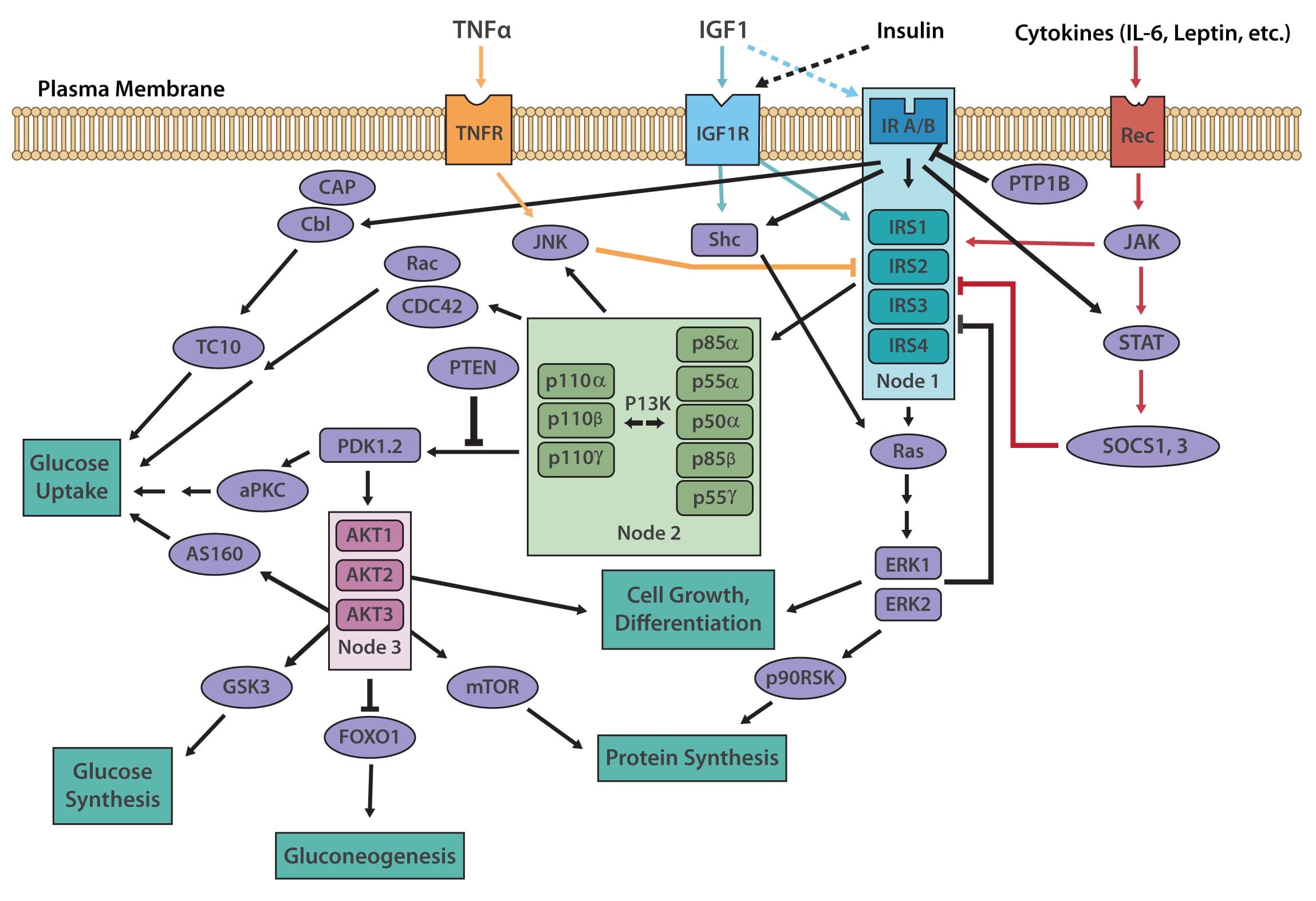 The Insulin Signaling Pathway - 企业动态 - 丁香通