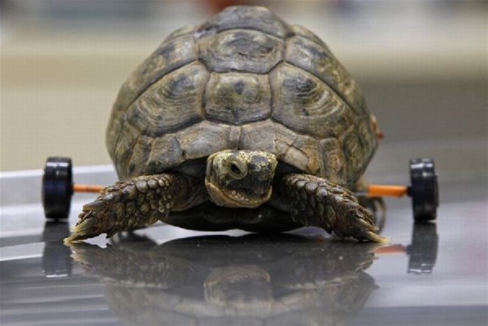 Wheelchair for a Turtle (3 pics)