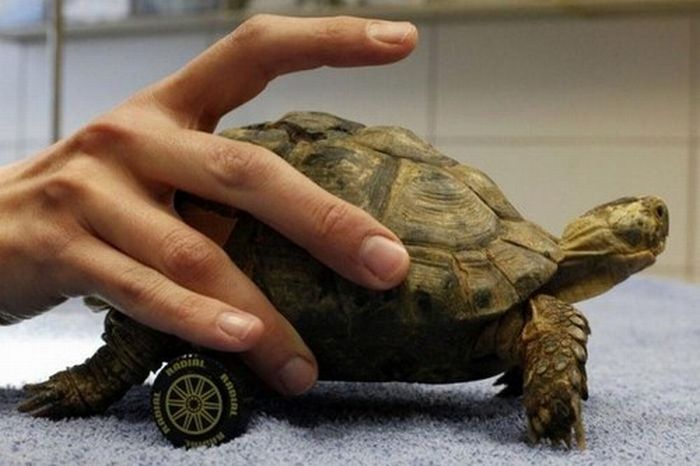 Wheelchair for a Turtle (3 pics)