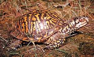 box turtle