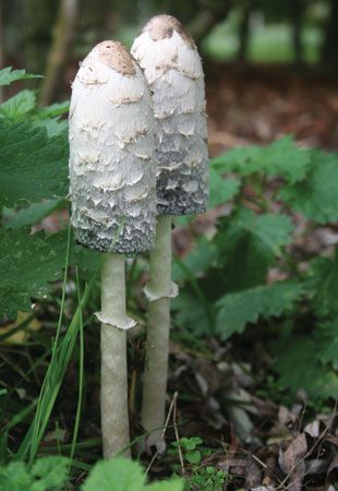 shaggy mane, or shaggy cap