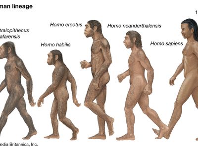 human lineage