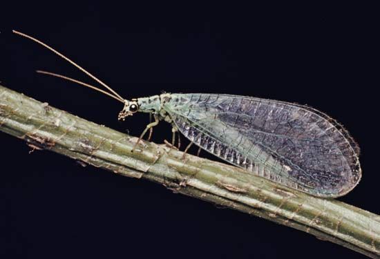 Lacewing (Chrysopa)