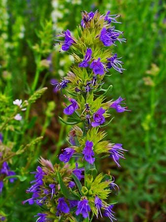 hyssop