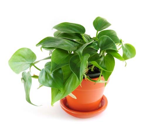 philodendron