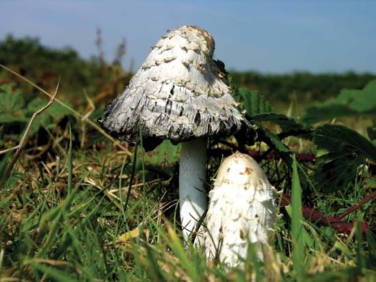 shaggy mane