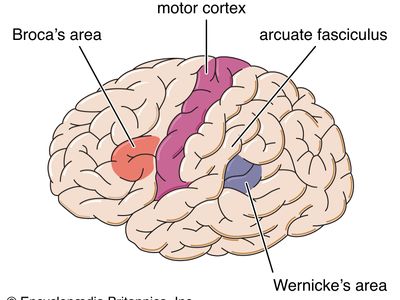 left hemisphere of the brain