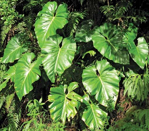 giant philodendron