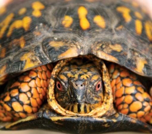 box turtle