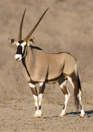 gemsbok