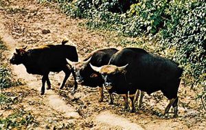 Gaurs (Bos gaurus)