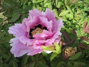 rock's peony