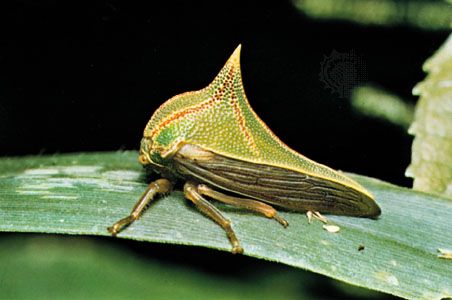 treehopper; Umbonia spinosa