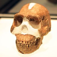 Homo Naledi on exhibition in 2015