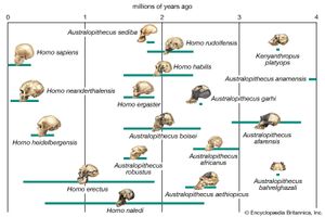 human evolutionary pathways