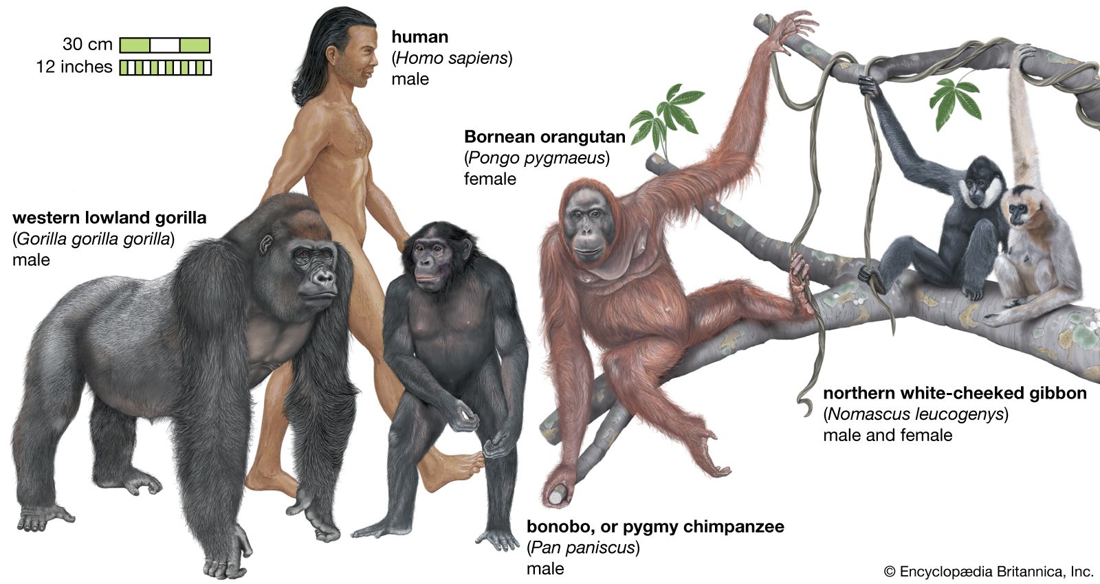 species of apes