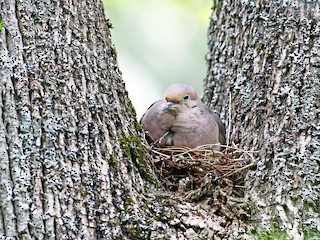 Adult - Jay McGowan - ML60386941