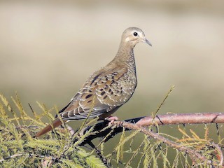 Juvenile - Joseph Boros - ML60386931