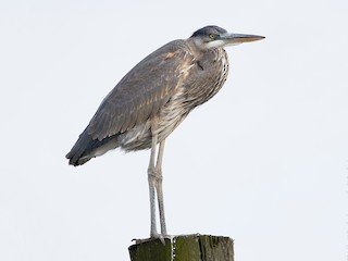 Immature (Blue form) - Ashley Bradford - ML60314241