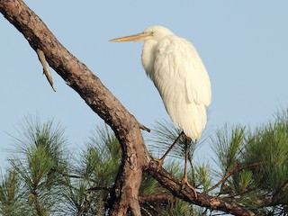 Adult (White form) - Alex Lamoreaux - ML60314301