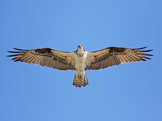 Adult (carolinensis) - Jay McGowan - ML60320591