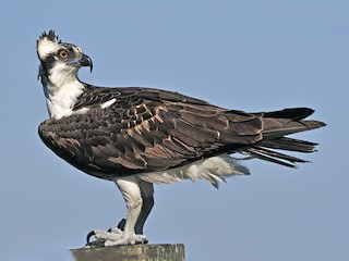 Adult (carolinensis) - Ferit Başbuğ - ML60320531