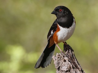 Adult male - Davey Walters - ML64991971