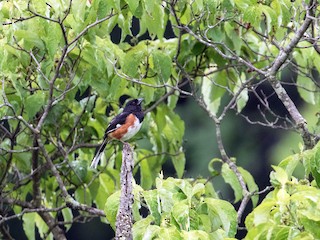 Adult male - Brad Vatrt - ML64992001