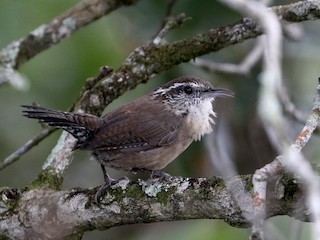 Adult (White-browed) - John van Dort - ML215382611