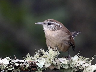 Adult (White-browed) - John van Dort - ML215382641