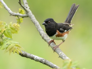 Adult male - Andres Vasquez Noboa - ML250887241