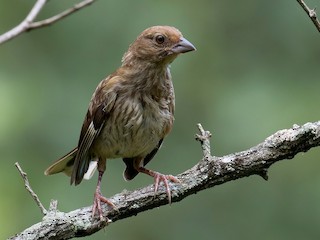 Juvenile - Mark R Johnson - ML299685431