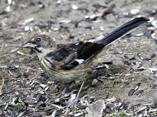 Juvenile - Bert Fisher - ML299685501