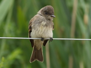 Juvenile - Jonathan Eckerson - ML301877261