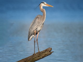 Adult (Blue form) - Daniel Grossi - ML304479371