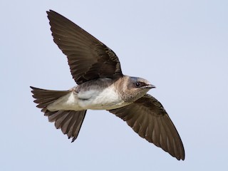 Female/immature male - Tom Johnson - ML305536141