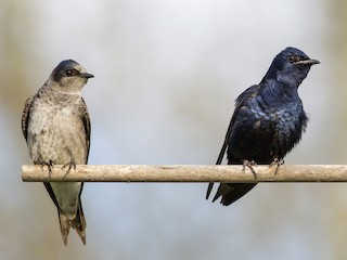 Male and female - Alex Eberts - ML305536381