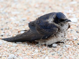 Female/immature male - Elizabeth Winter - ML305538661