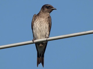 Female/immature male - Nick Dorian - ML305538771